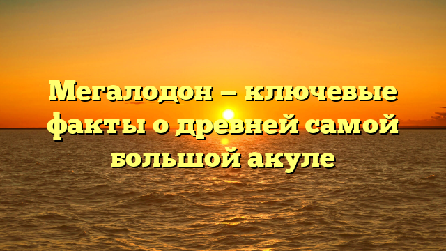 Мегалодон — ключевые факты о древней самой большой акуле